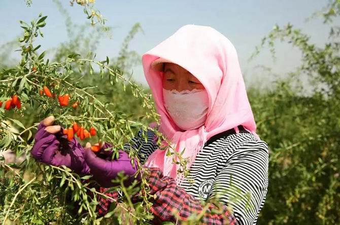 寧夏好枸杞，上線金蝶云星空財務(wù)系統(tǒng)